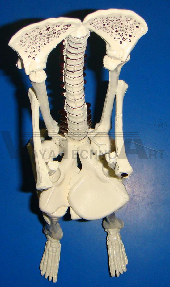 Chair Osteoporesis